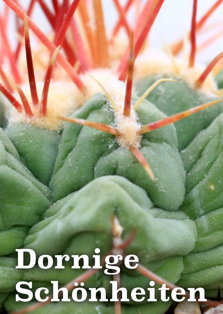 Dornige Schönheiten