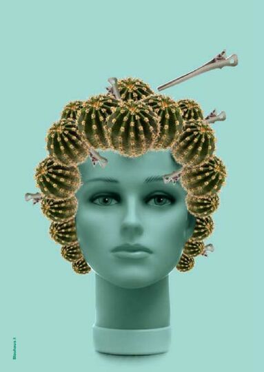 Kaktus & Sukkulenten