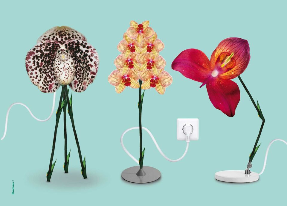 20. Orchideen-Ausstellung Karte