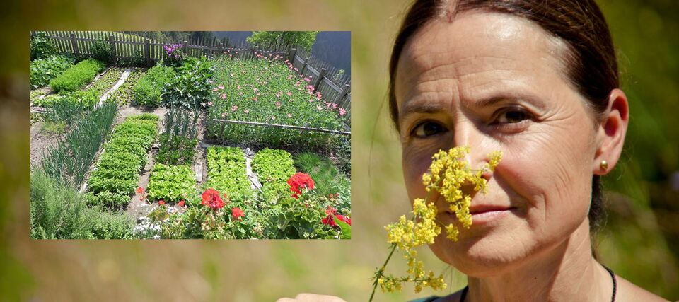 Der Bauerngarten und seine Kräuter