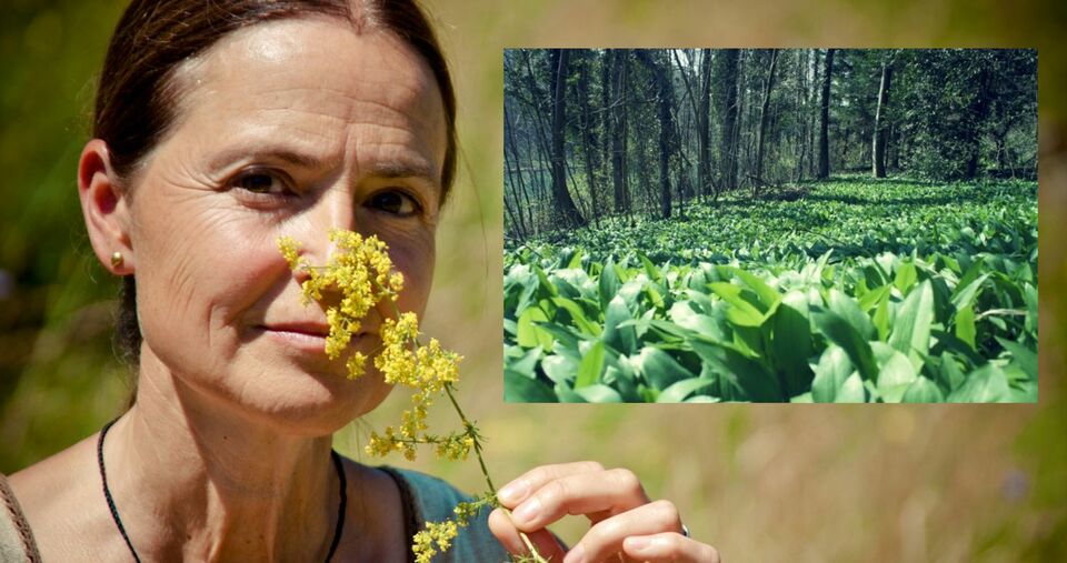 Wildgemüse, Köstlichkeiten aus der Natur