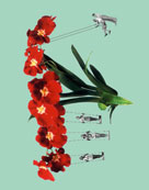 Orchideen-Gala 2006&nbsp;