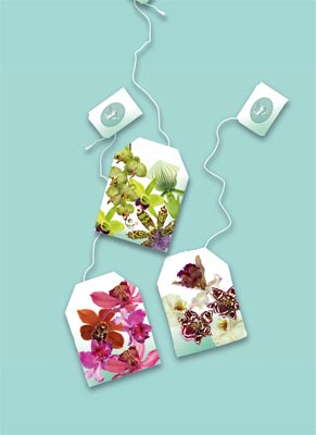 Orchideen- Ausstellung