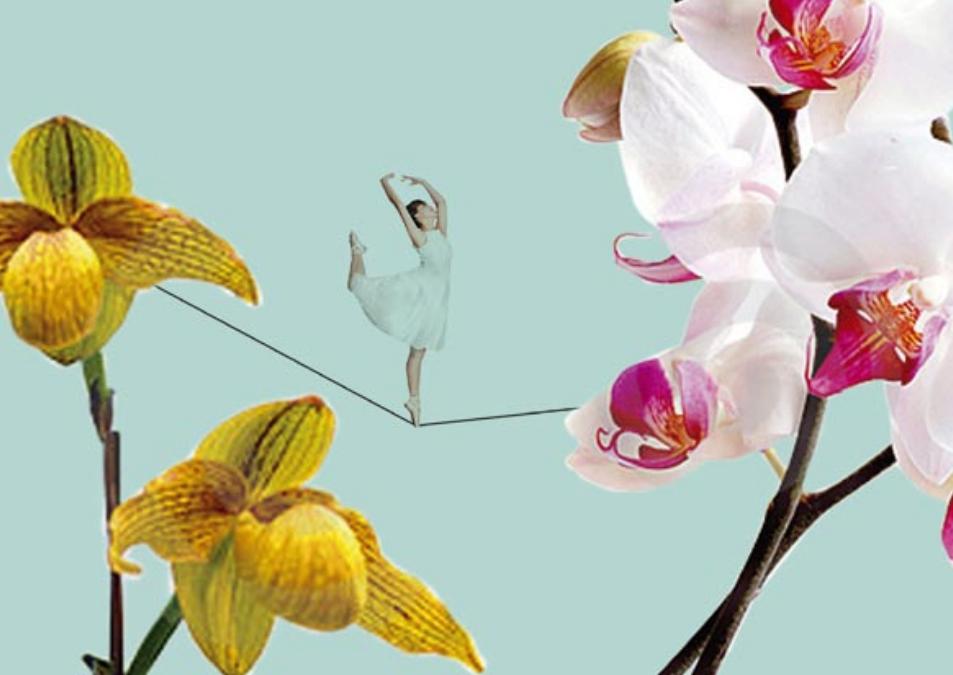 Orchideenausstellung